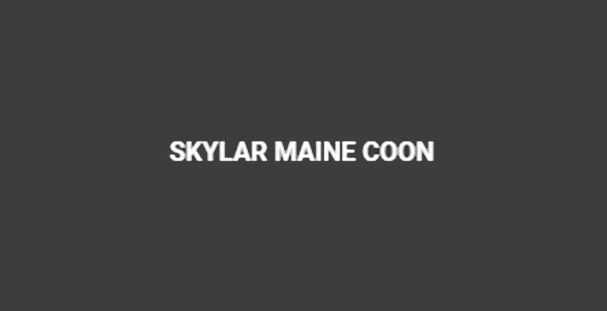 Skylar Maine Coon Kittens For Sale