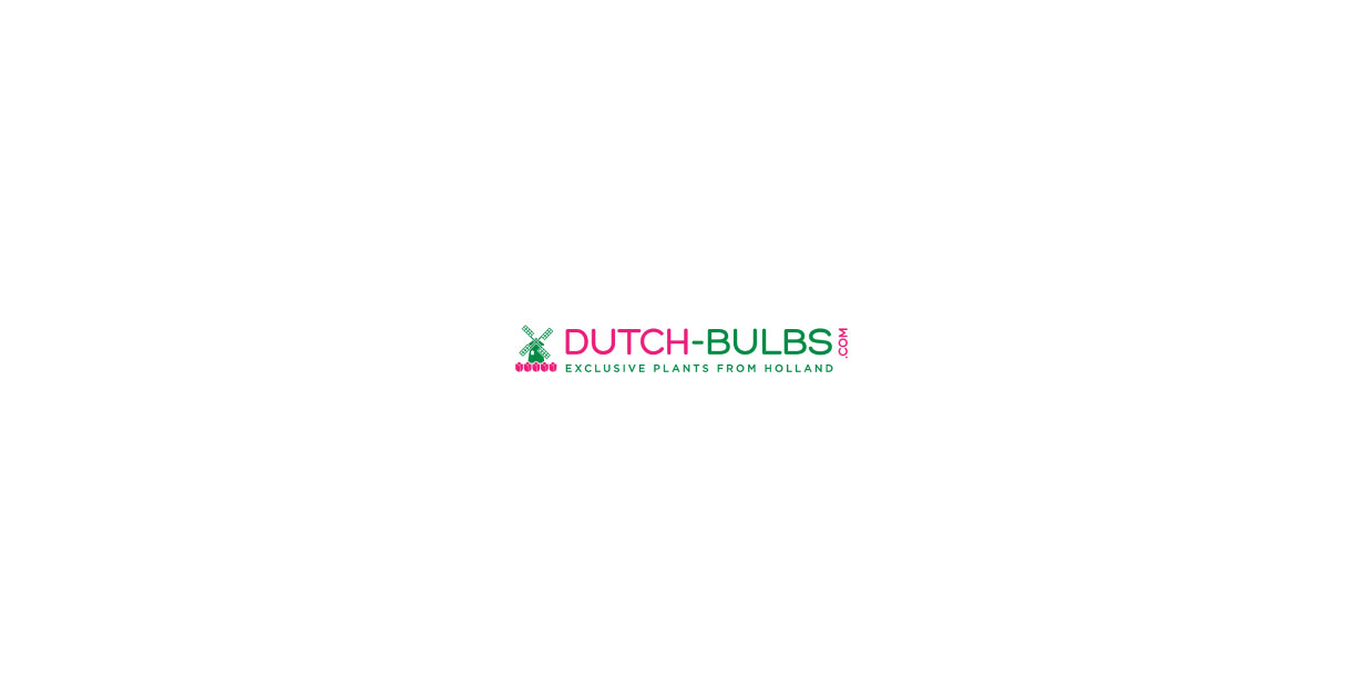 http://dutch-bulbs.com/