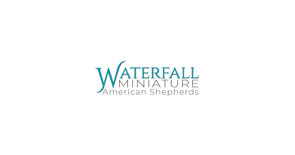 Waterfall Miniature American Shepherds and Australian shepherds