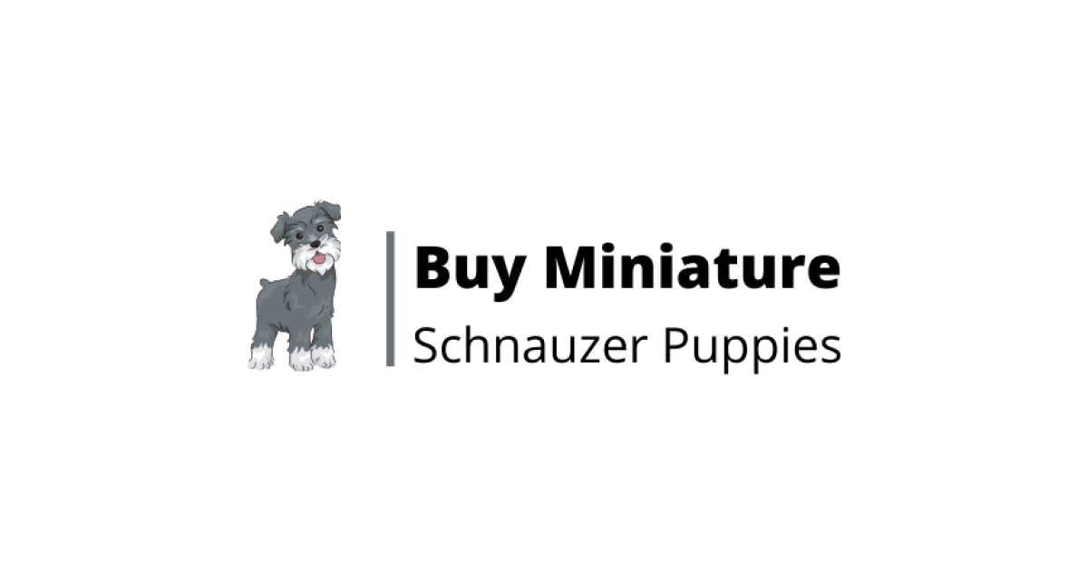 Buy Miniature Schnauzer Puppies