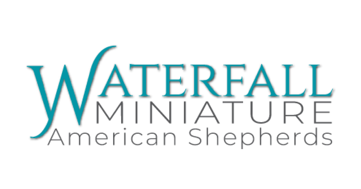 Waterfall Australian shepherds and Miniature American Shepherds