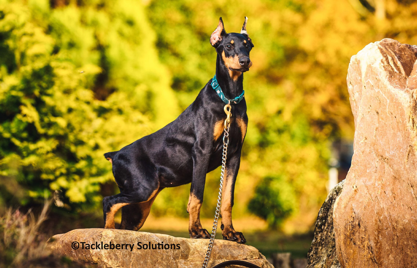 Tackleberry Dobermans